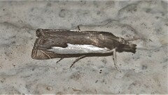 Classeya bicuspidalis