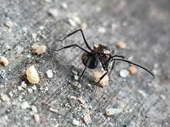 Myrma