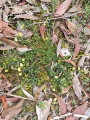 Acacia aculeatissima