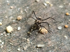 Myrma