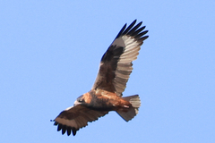 Hamirostra melanosternon