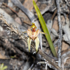 Caladenia cardiochila