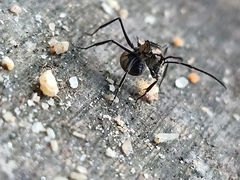Myrma