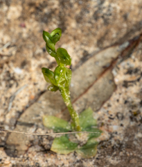 Pterostylis