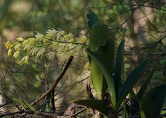 Dendrobium speciosum