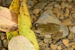 Hoplobatrachus chinensis