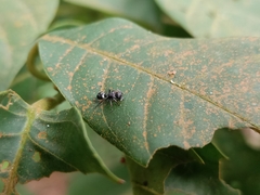 Myrmhopla