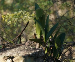 Dendrobium speciosum