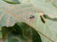 Myrmhopla
