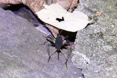 Meloimorpha japonica