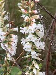 Epacris obtusifolia