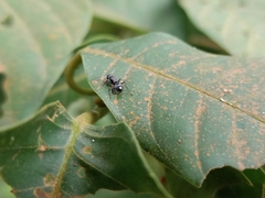Myrmhopla