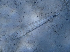 Parapercis millepunctata