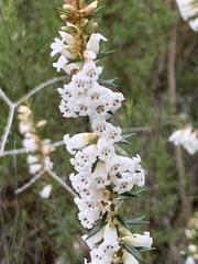 Epacris obtusifolia