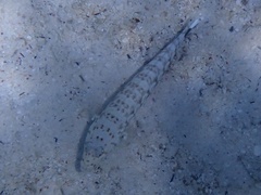 Parapercis millepunctata