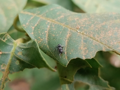 Myrmhopla