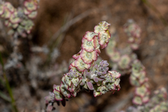 Maireana trichoptera