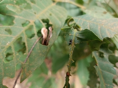 Myrmhopla