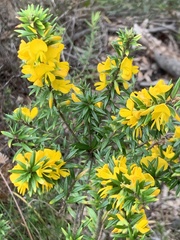 Phyllota phylicoides