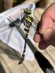 Epophthalmia elegans