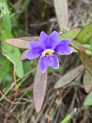 Dampiera stricta