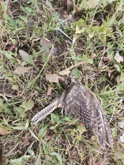 Caprimulgus europaeus