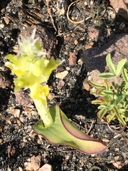 Lachenalia lutea