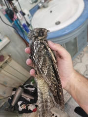 Caprimulgus europaeus