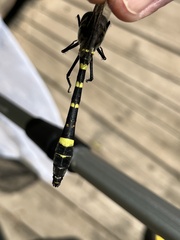 Epophthalmia elegans