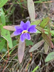 Dampiera stricta