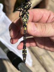 Epophthalmia elegans