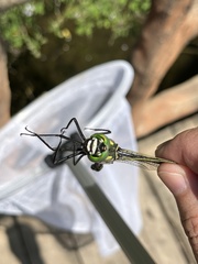 Epophthalmia elegans