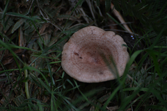 Lactarius quietus