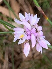 Sowerbaea juncea