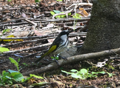 Phylidonyris niger niger
