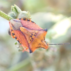 Carpocoris mediterraneus atlanticus