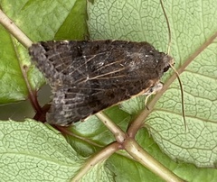 Agrochola lunosa
