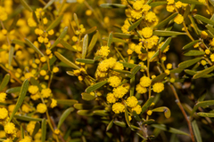 Acacia sclerophylla