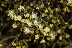 Microcybe multiflora multiflora