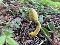 Leucocoprinus