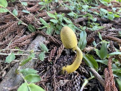 Leucocoprinus