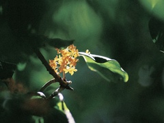 Osmanthus fragrans thunbergii