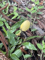 Leucocoprinus