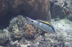 Parupeneus barberinus