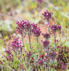 Parentucellia latifolia