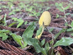 Leucocoprinus