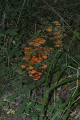 Kuehneromyces mutabilis