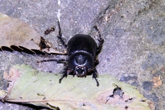 Eophileurus chinensis chinensis