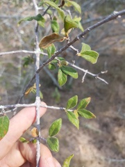 Vangueria dryadum