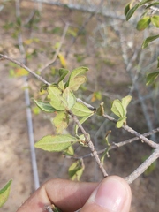 Vangueria dryadum